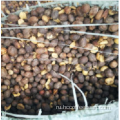 Поставка натуральных кофейных зерен в скорлупе